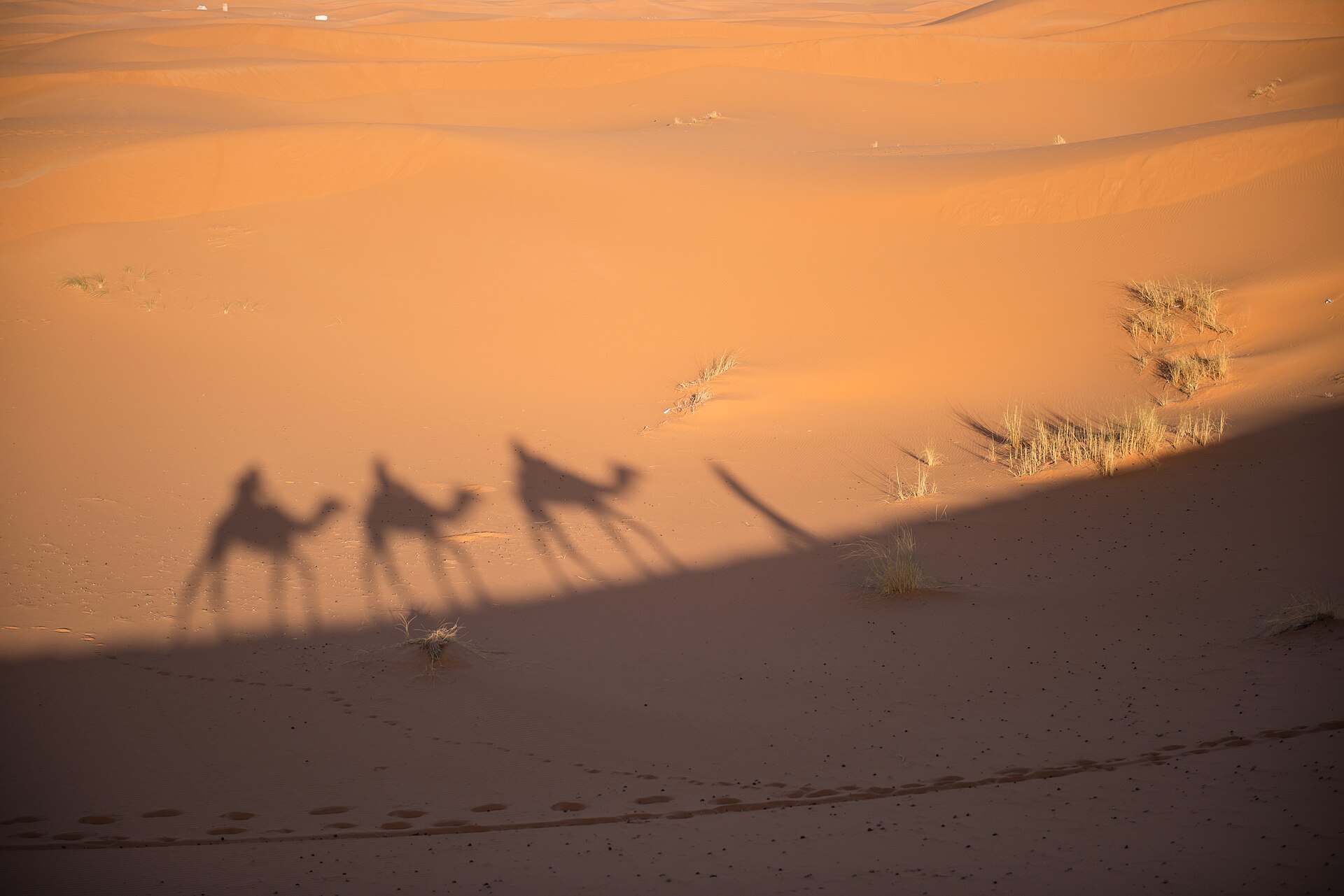 Camel trekking to a Sahara camp, Morocco