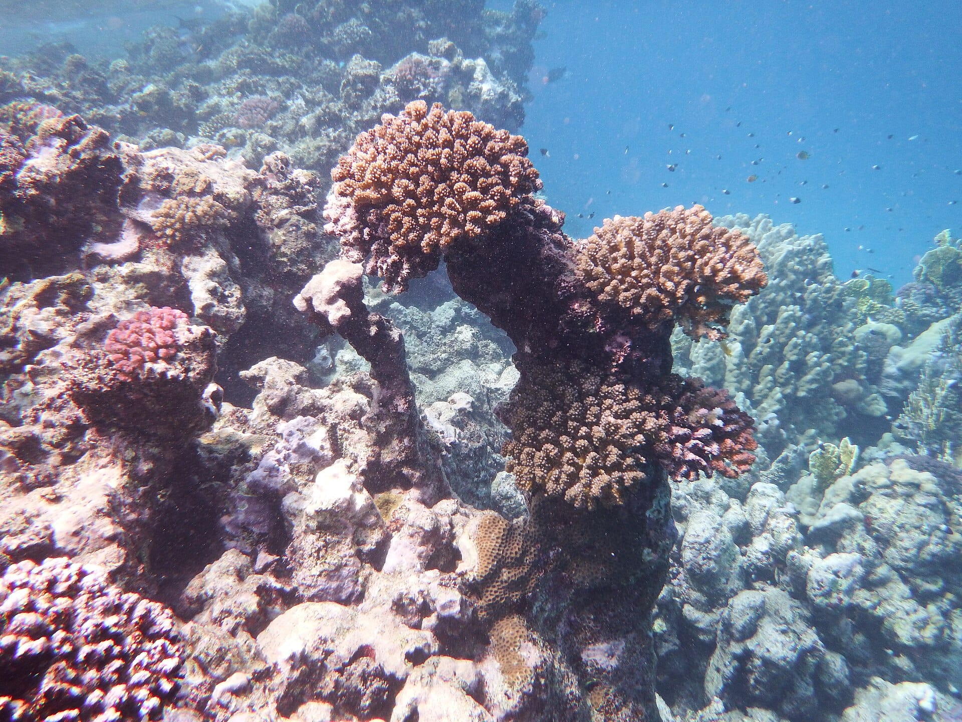 Abu Dabbab, Marsa Alam, Egypt