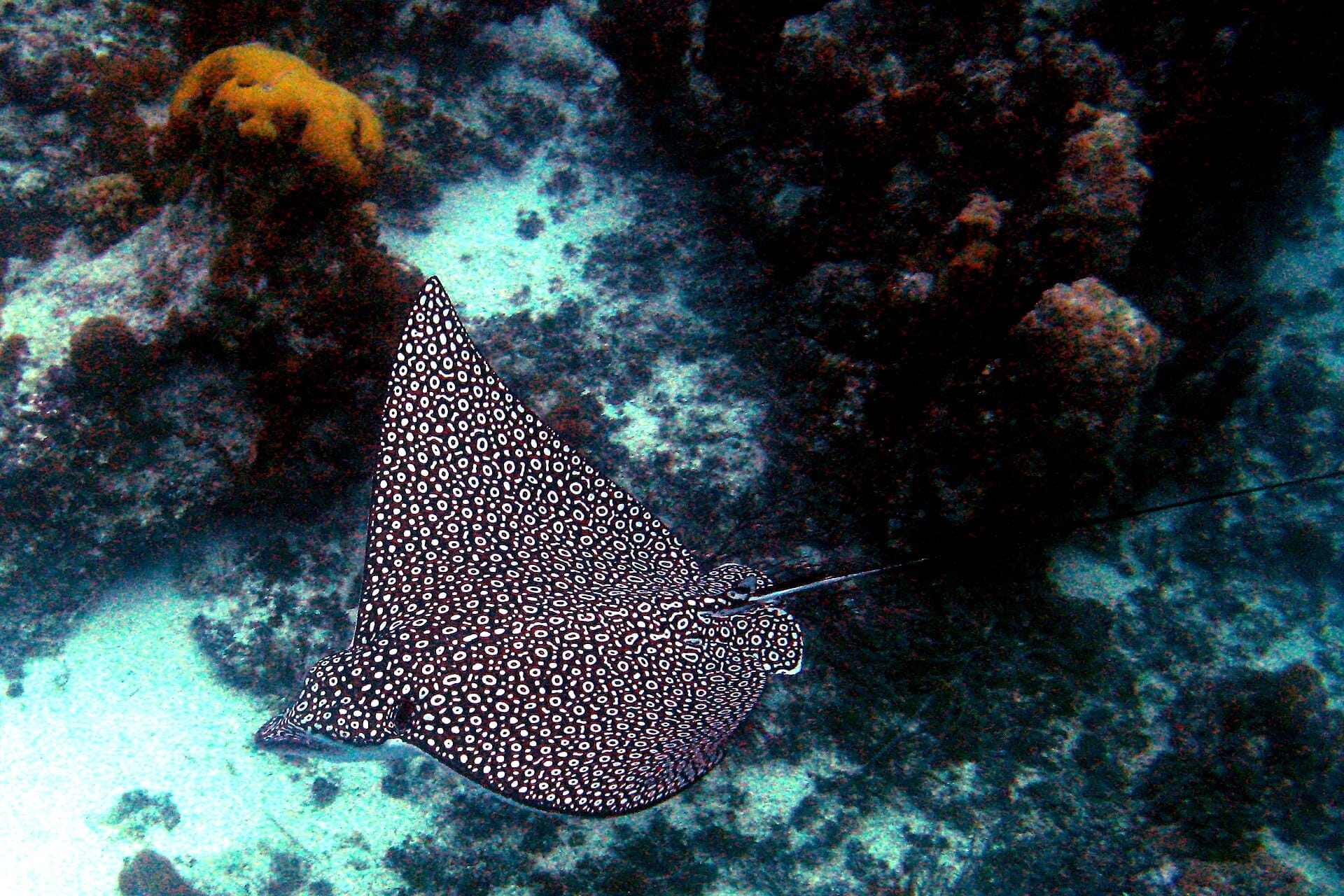 Smith's Reef