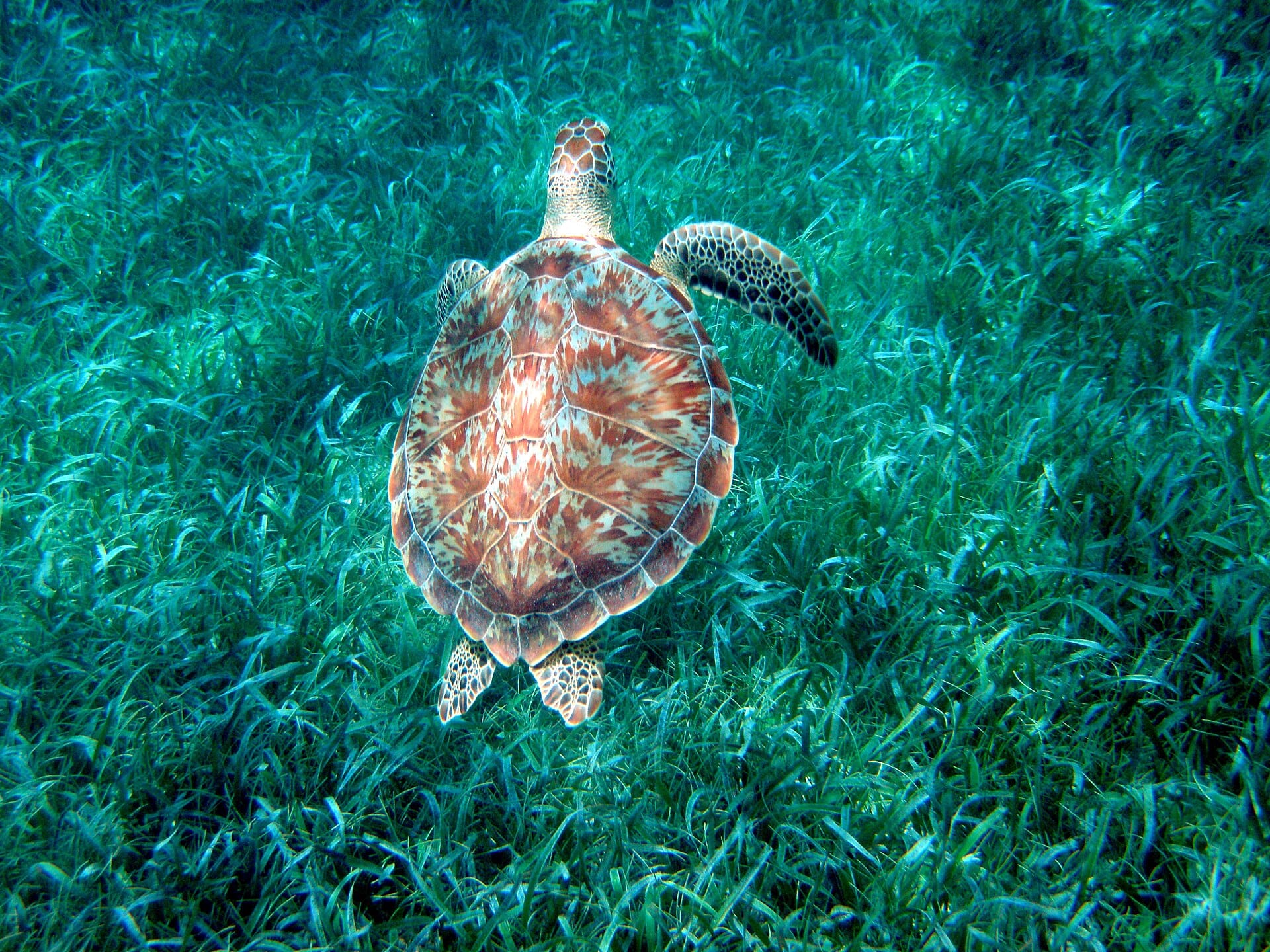 Caye Caulker, Belize