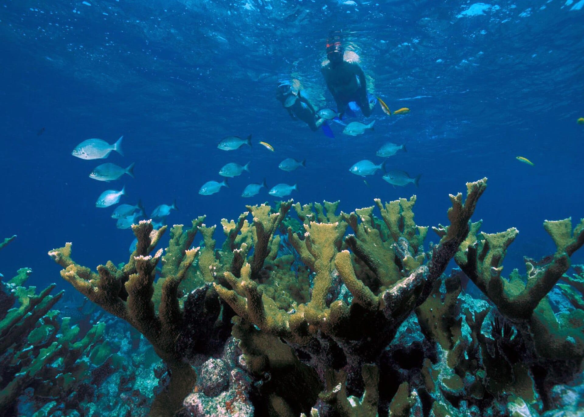 Ten tropical snorkel and dive spots perfect for first-timers