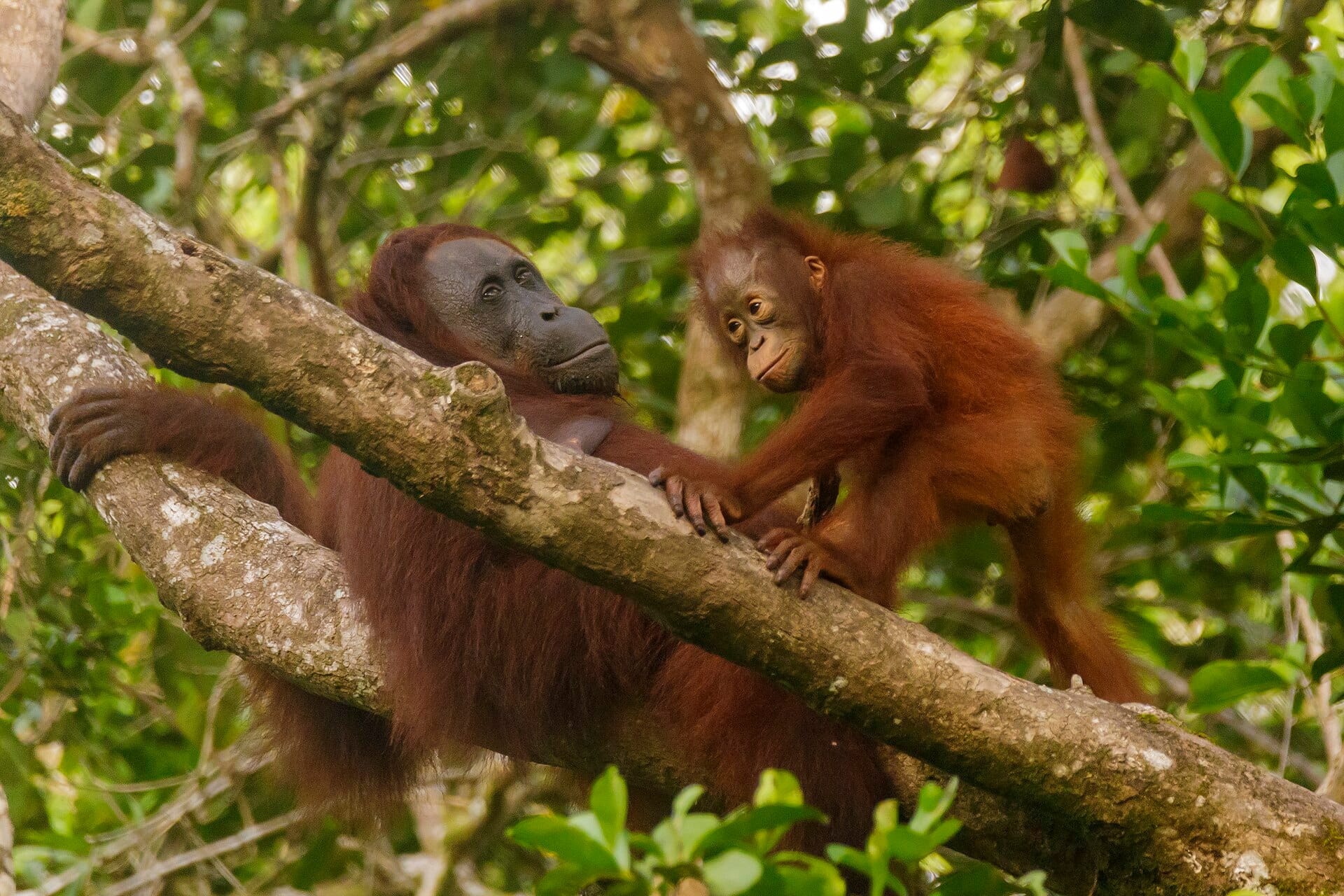 Sepilok and the Kinabatangan, Borneo, Malaysia