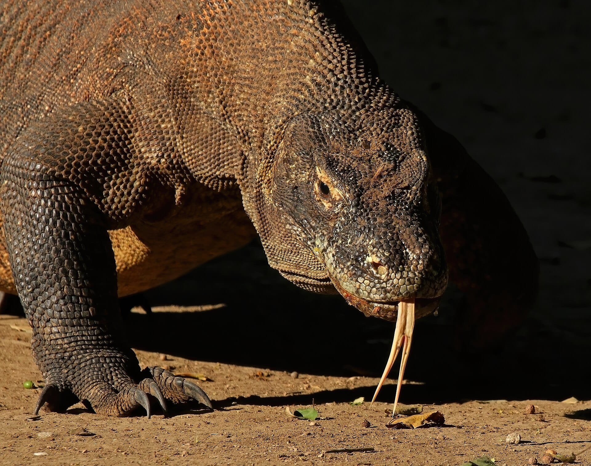 Komodo, Indonesia