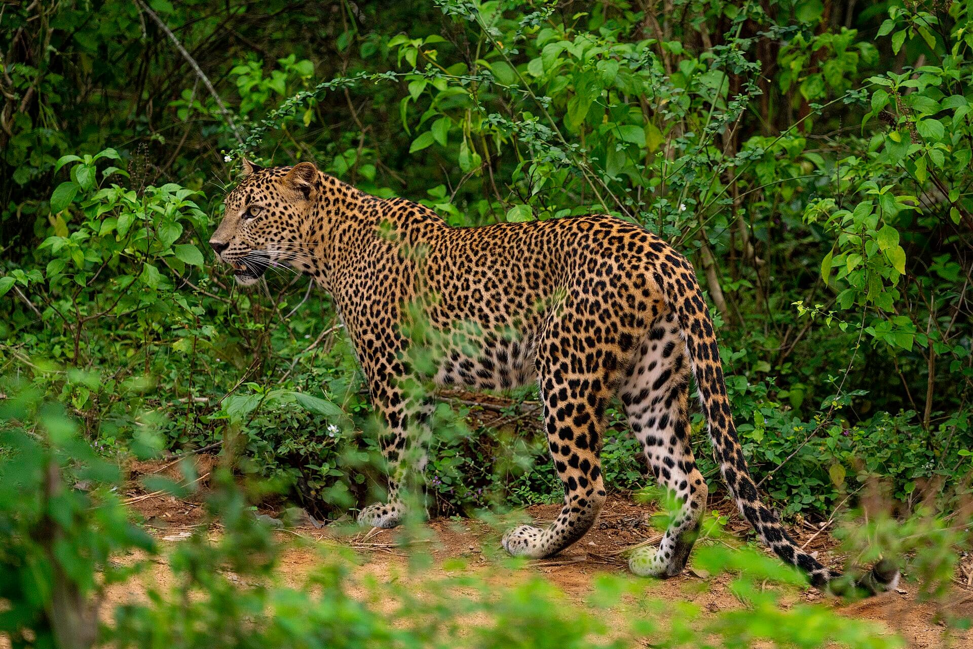 Yala, Sri Lanka