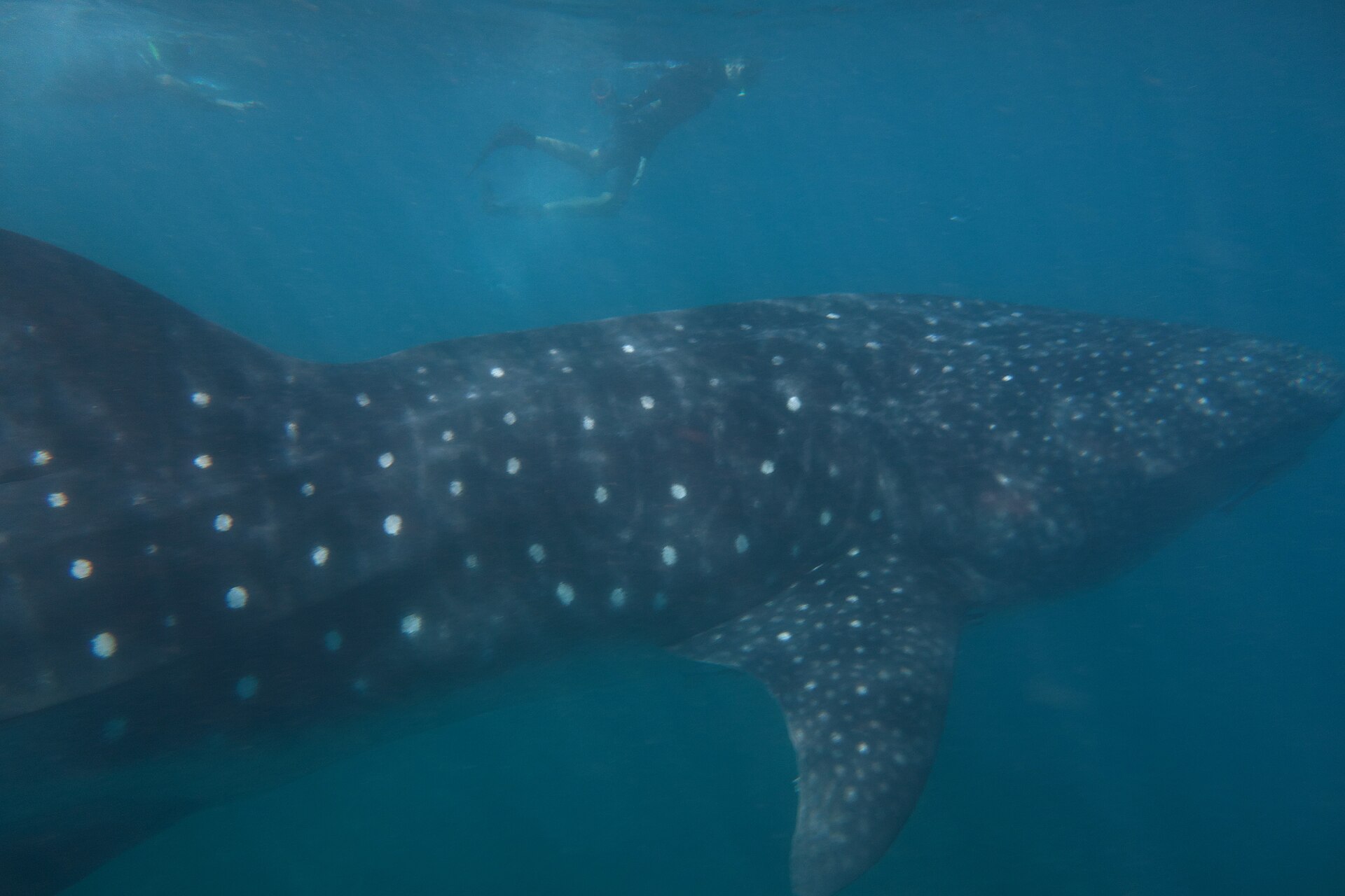 Ningaloo Reef, Australia