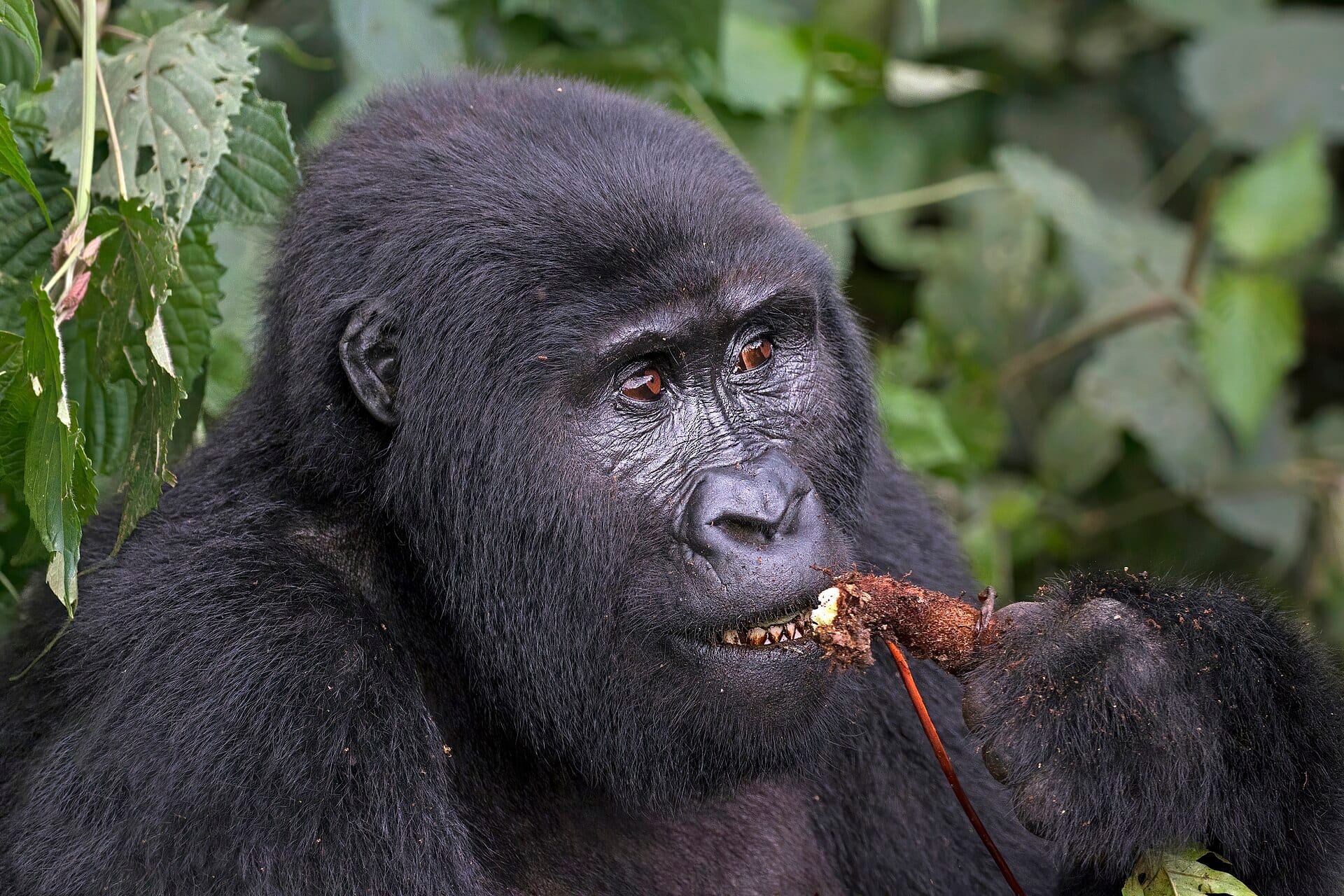 Mountain gorillas, Bwindi, Uganda