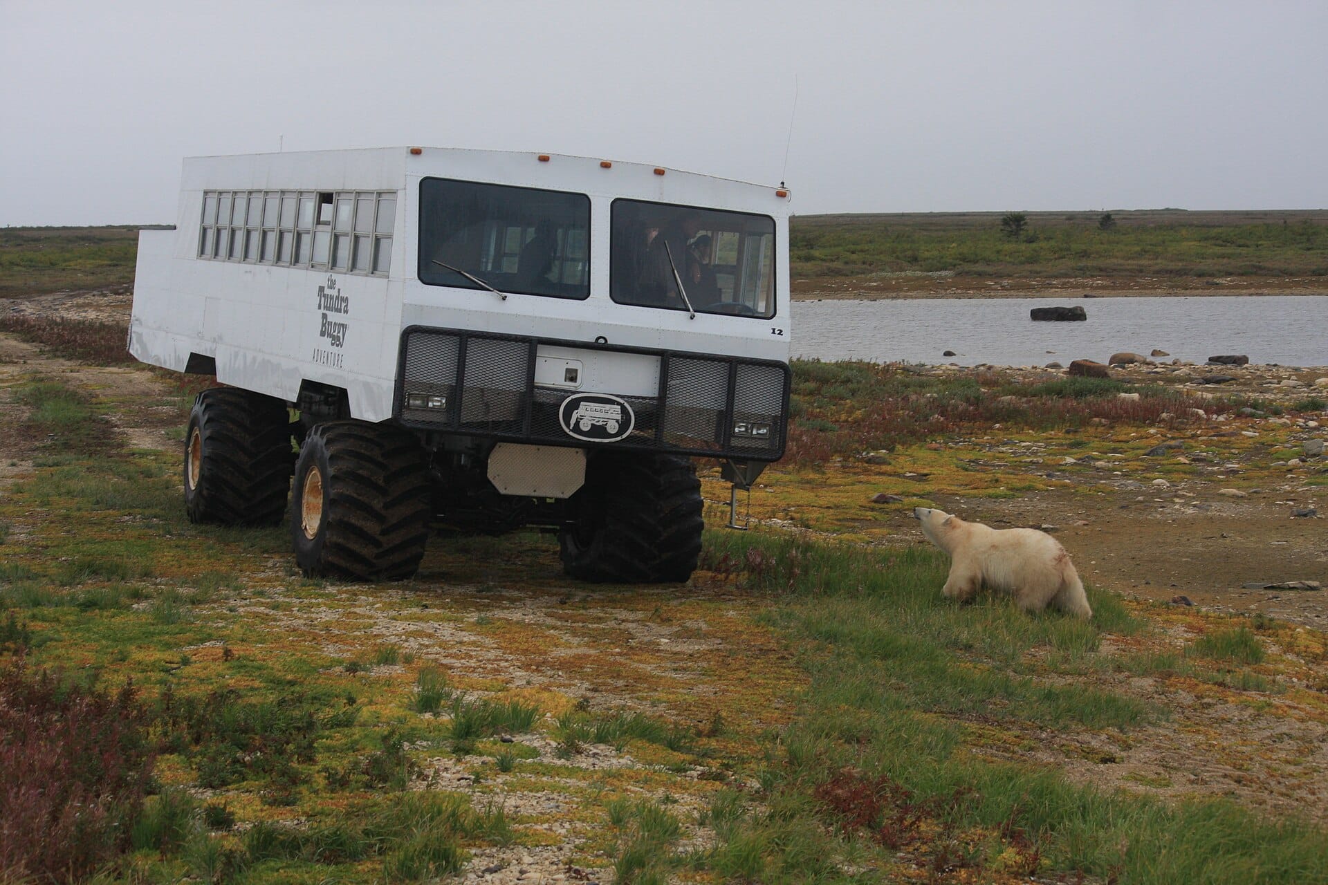 Polar bears, Churchill, Canada