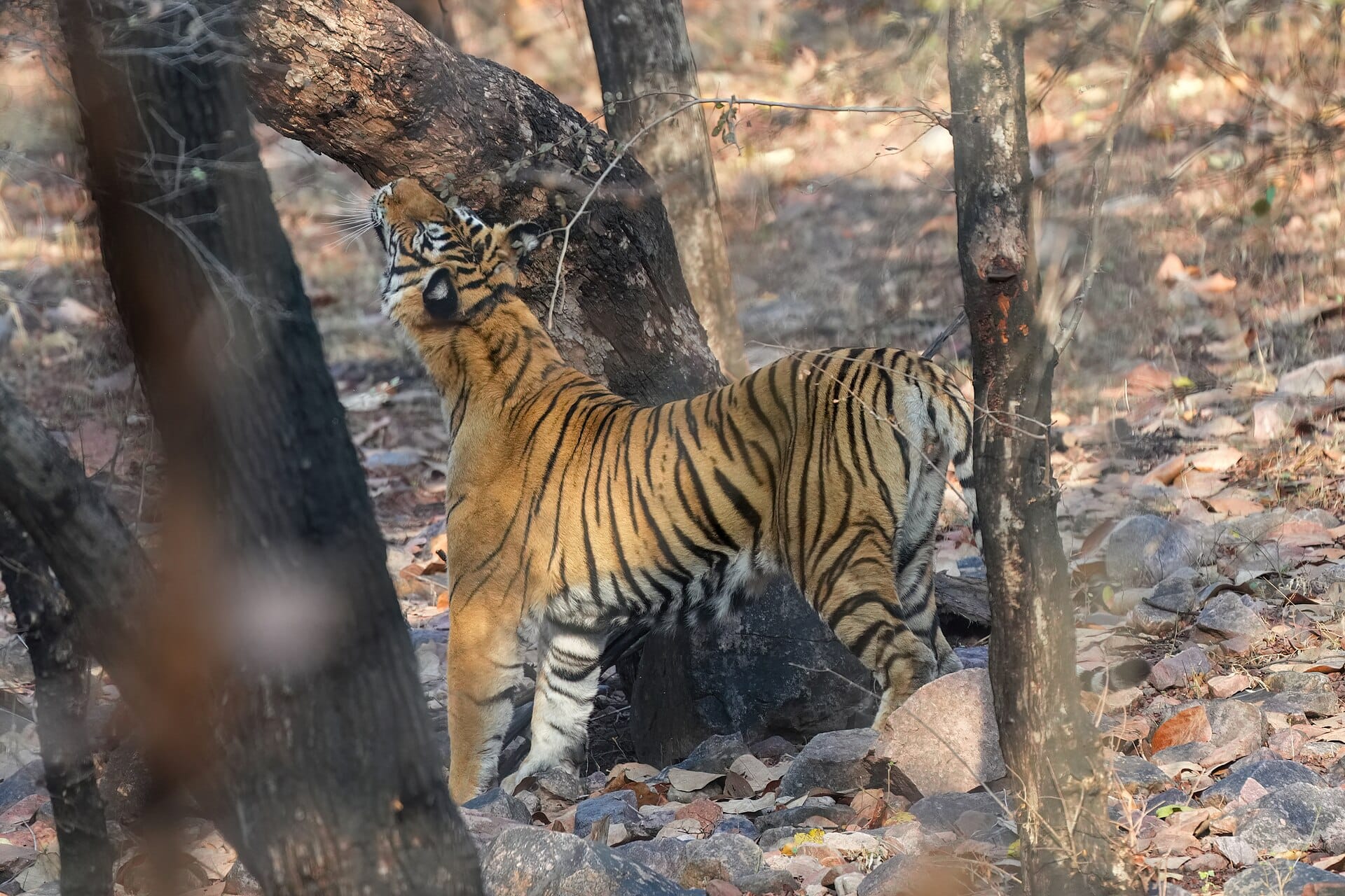 Tigers, Ranthambore, India