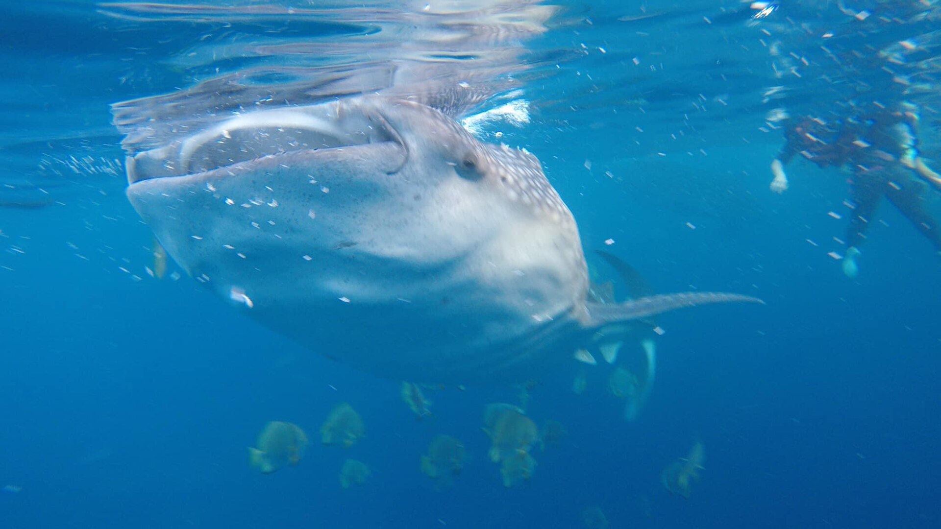 Whale sharks, Donsol, Philippines