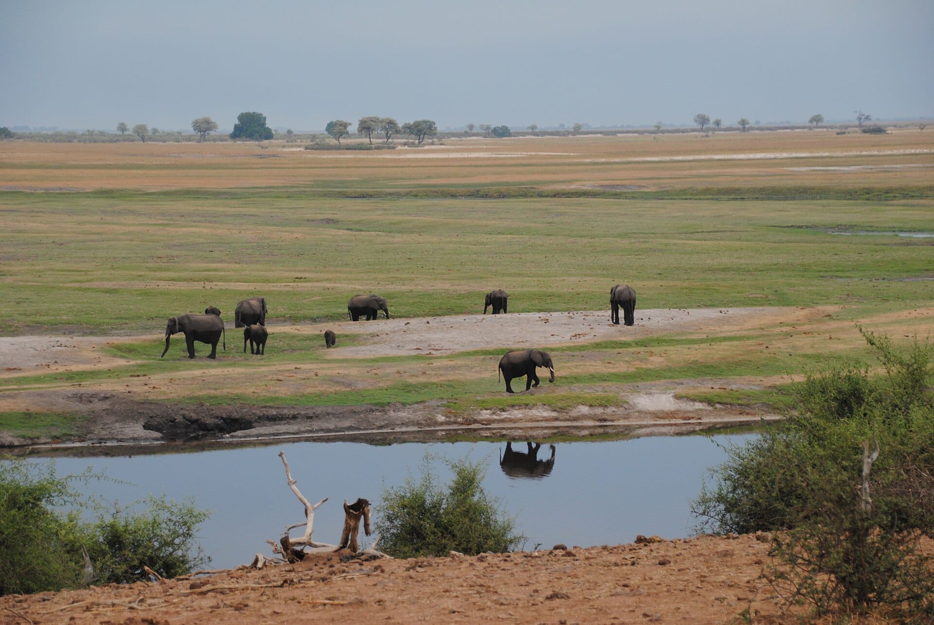 Elephants, Chobe, Botswana