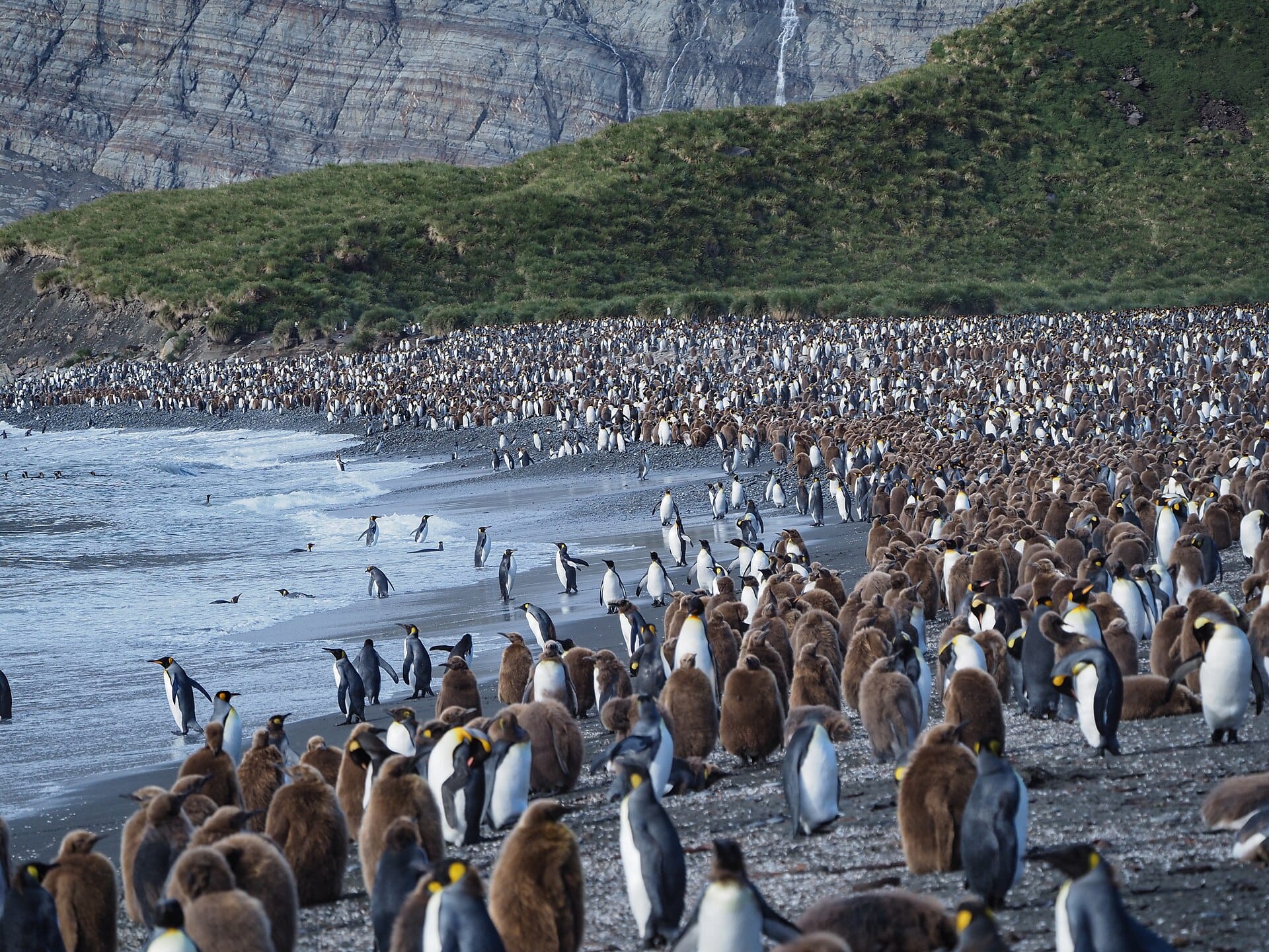 King penguins, South Georgia and the Falklands