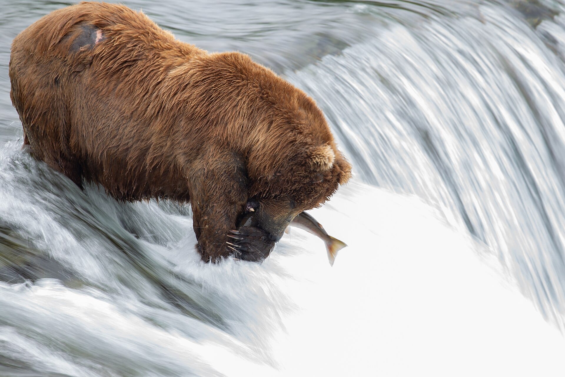 Brown bears at Brooks Falls, Alaska, USA