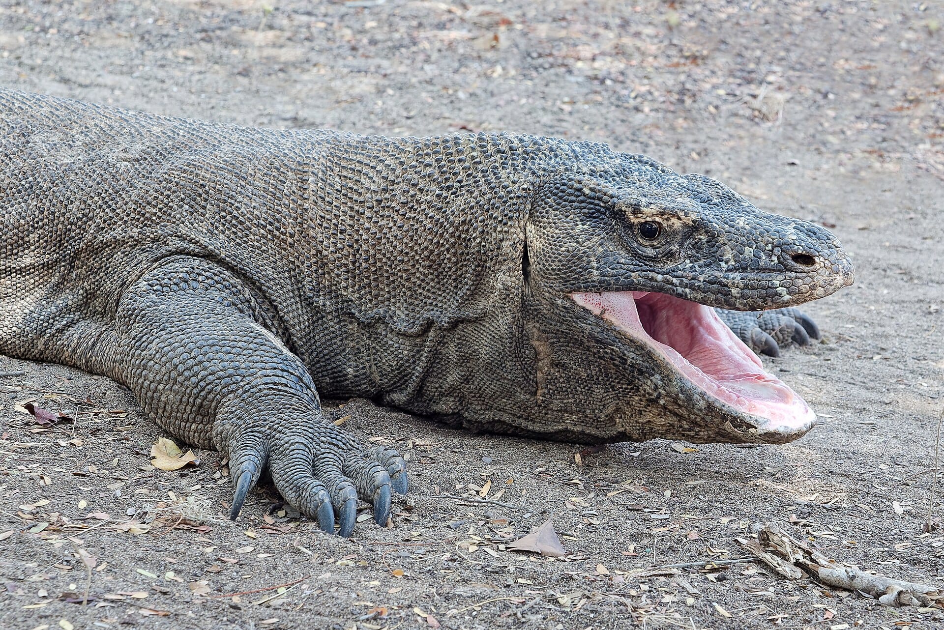 Komodo dragons, Indonesia