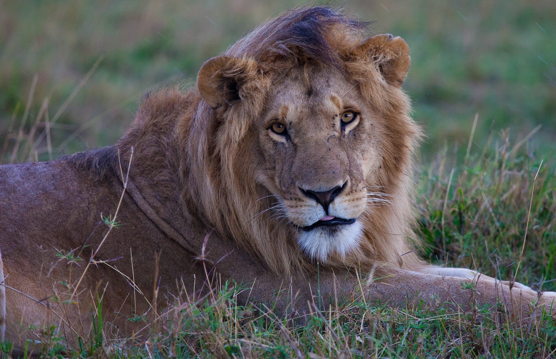 The Masai Mara, Kenya