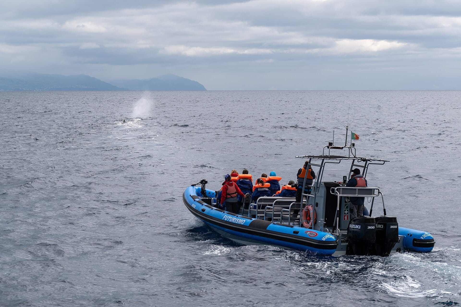 Whale watching in the Azores, Portugal