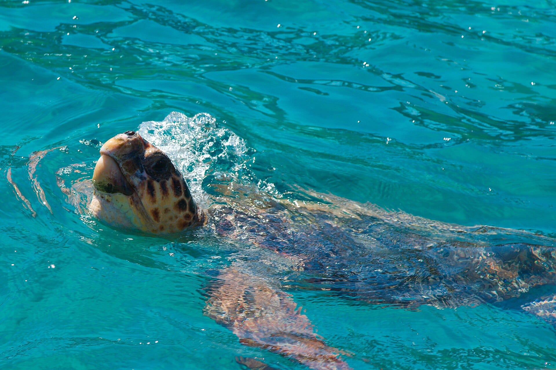 Loggerhead turtles, Zakynthos, Greece