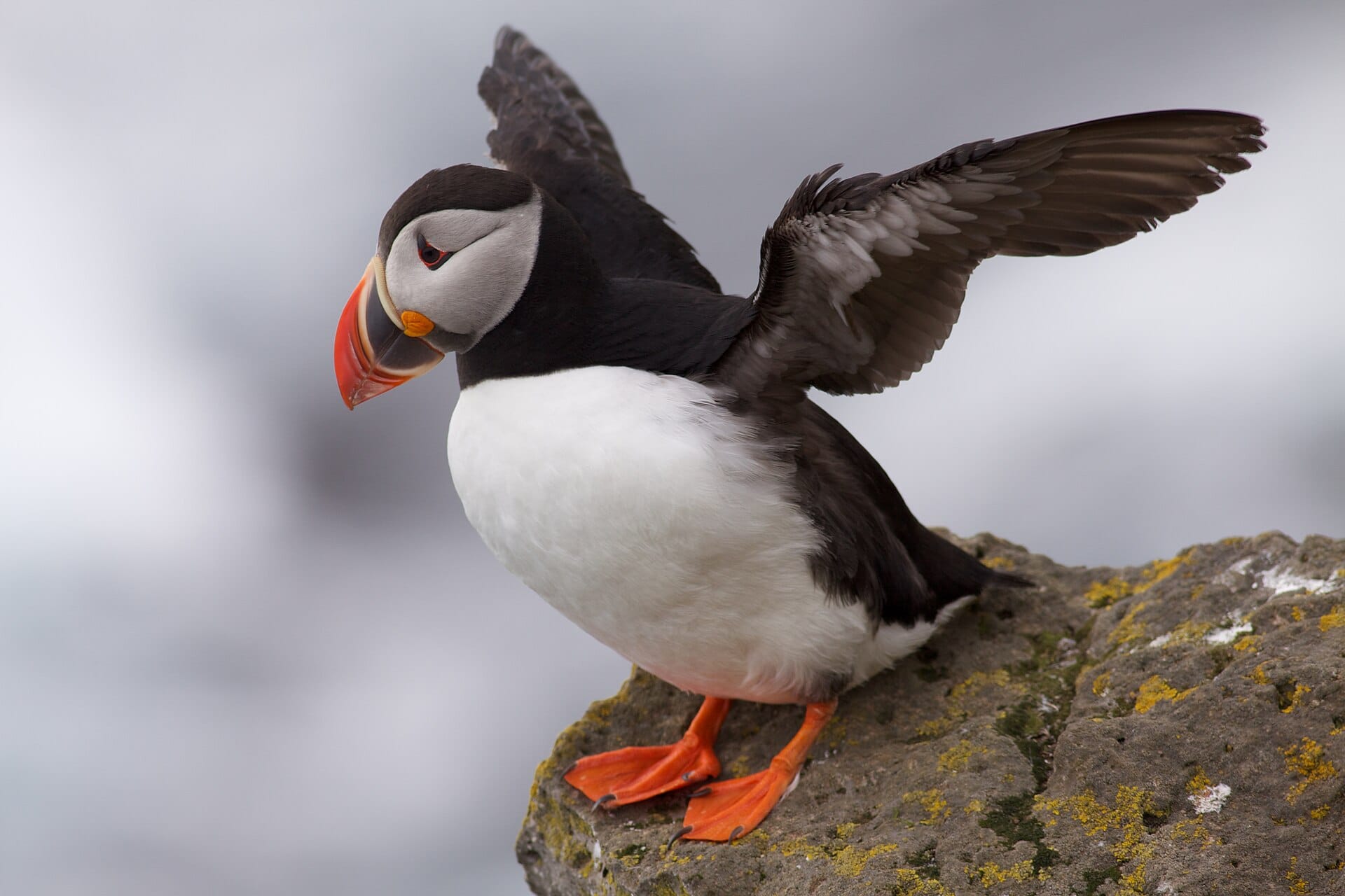 Puffins in the Westman Islands, Iceland