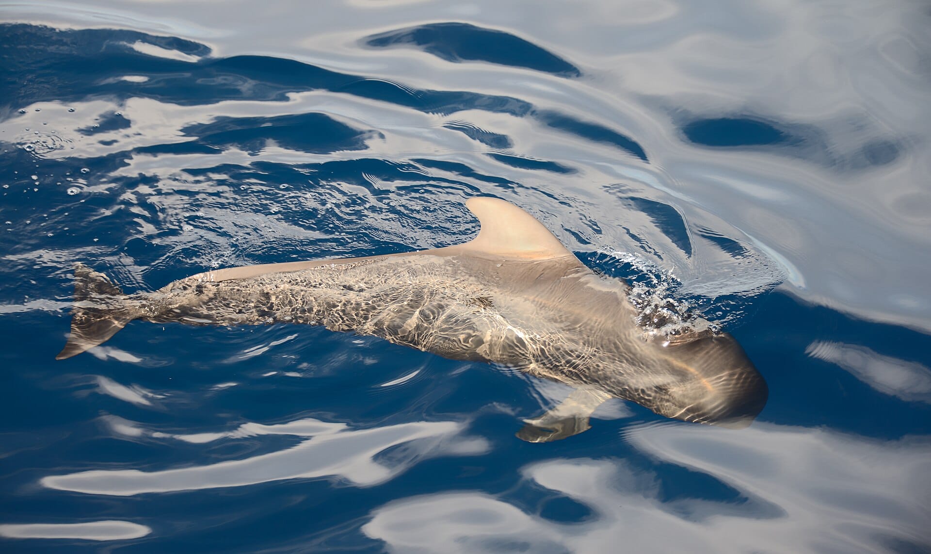 Dolphins off Tenerife, Canary Islands