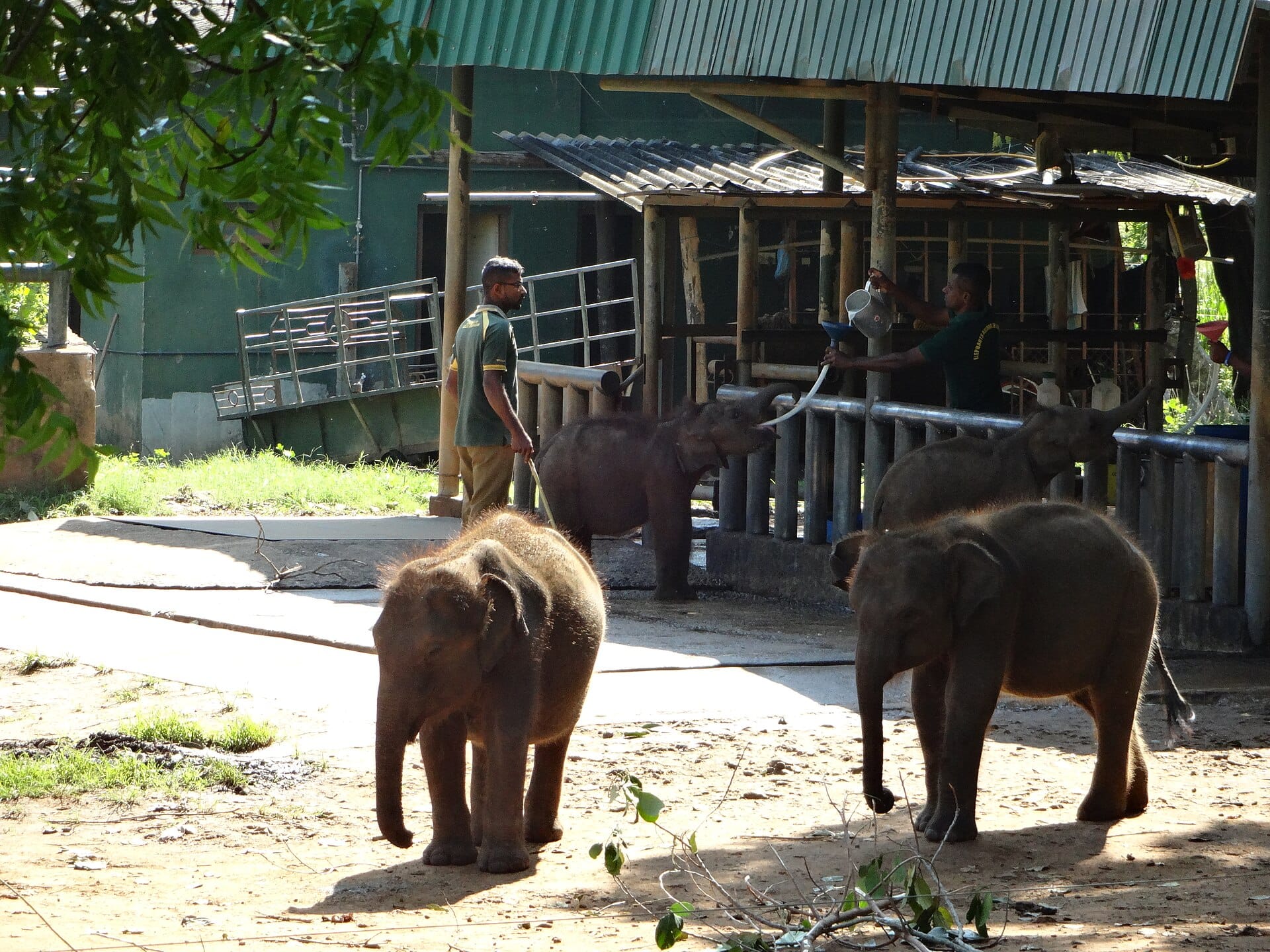Elephants at Udawalawe, Sri Lanka