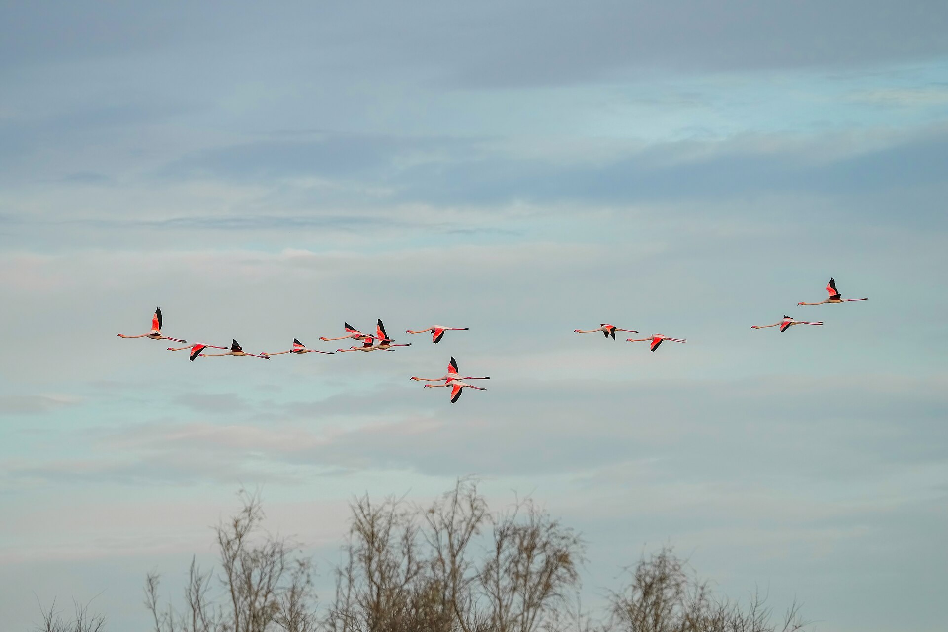 Flamingos in the Camargue, France