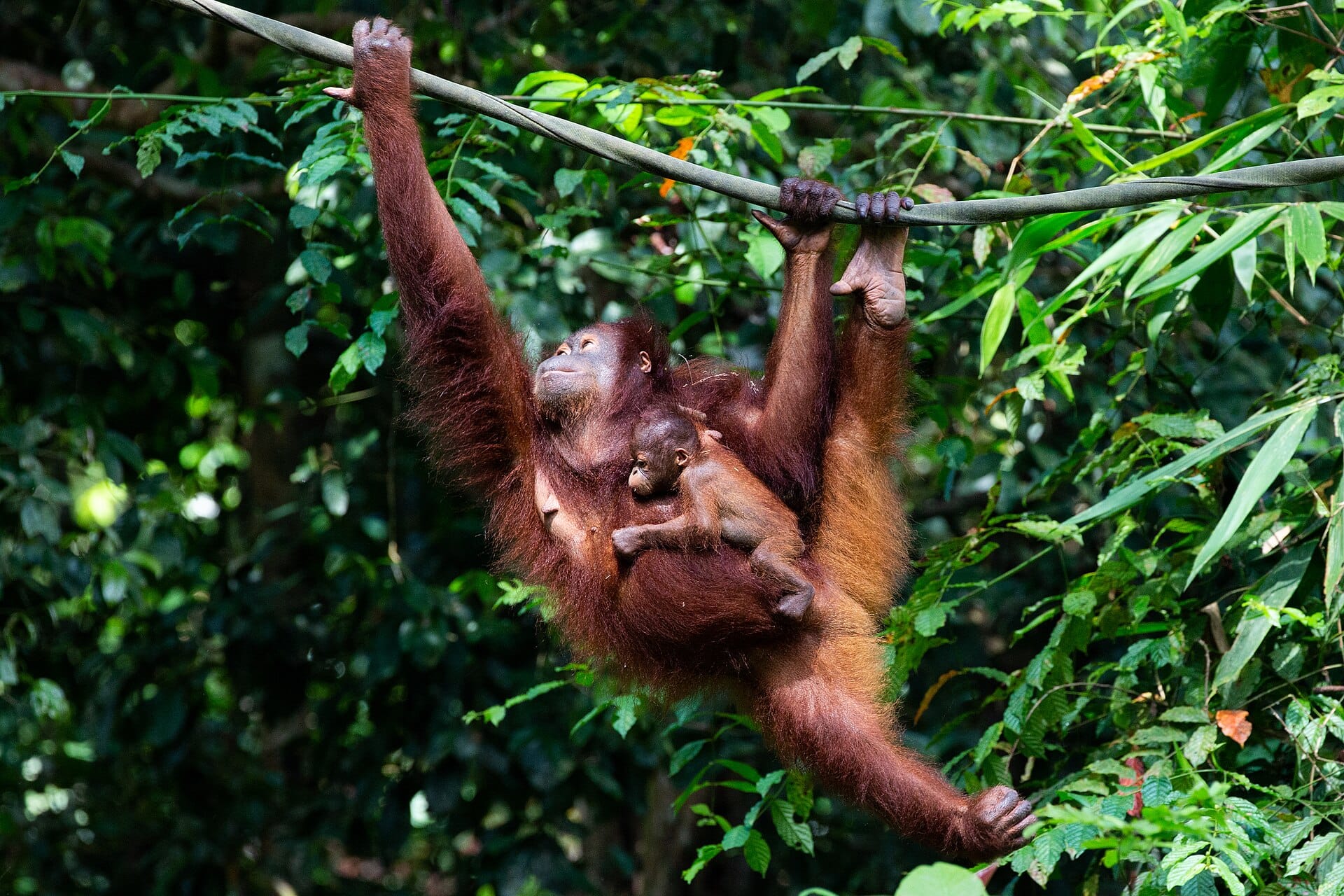 Orangutans in Borneo, Malaysia