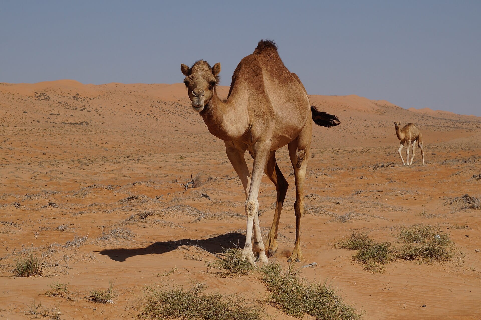 The Wahiba Sands, Oman