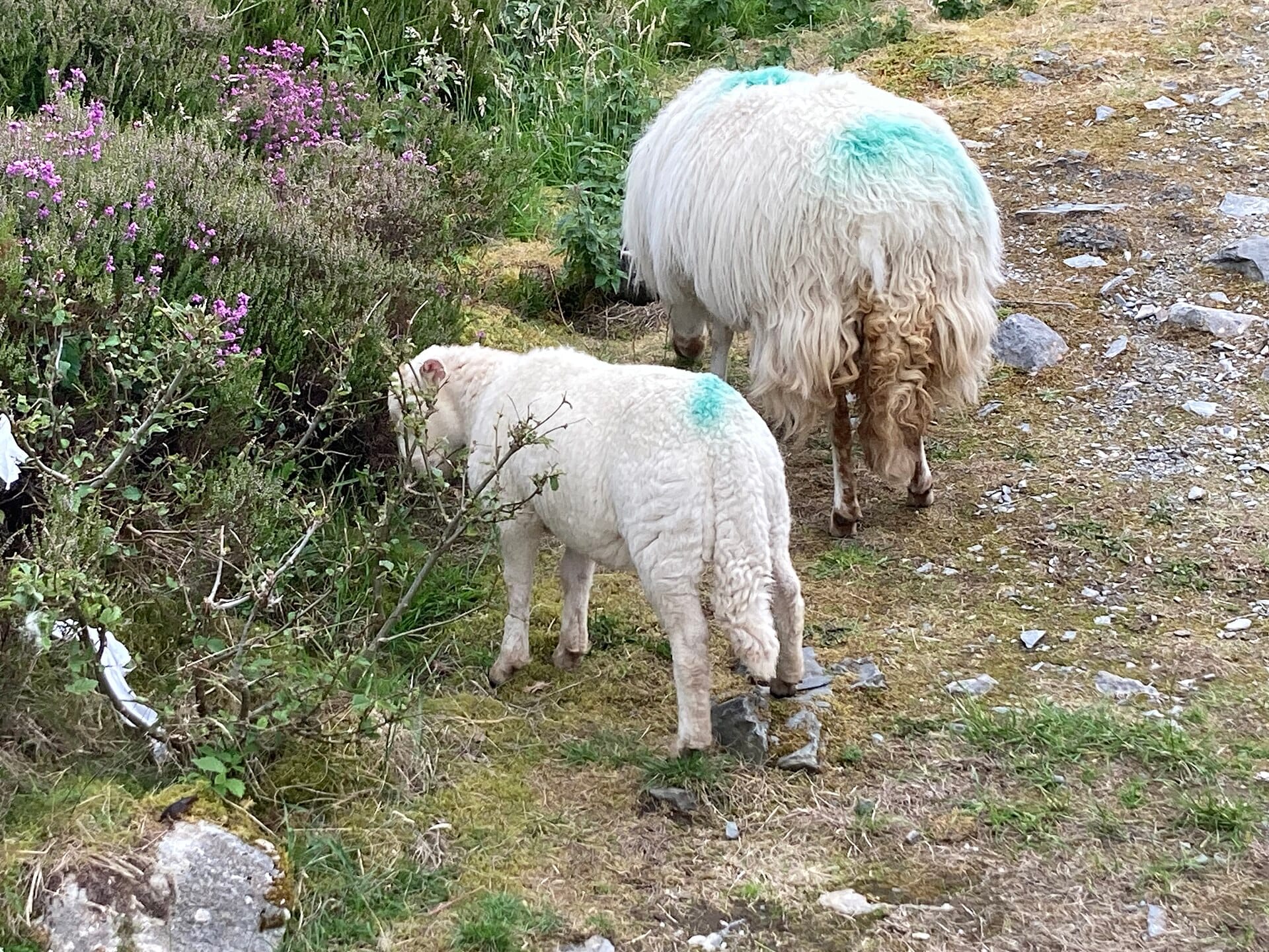 A farm cottage in Snowdonia, Wales