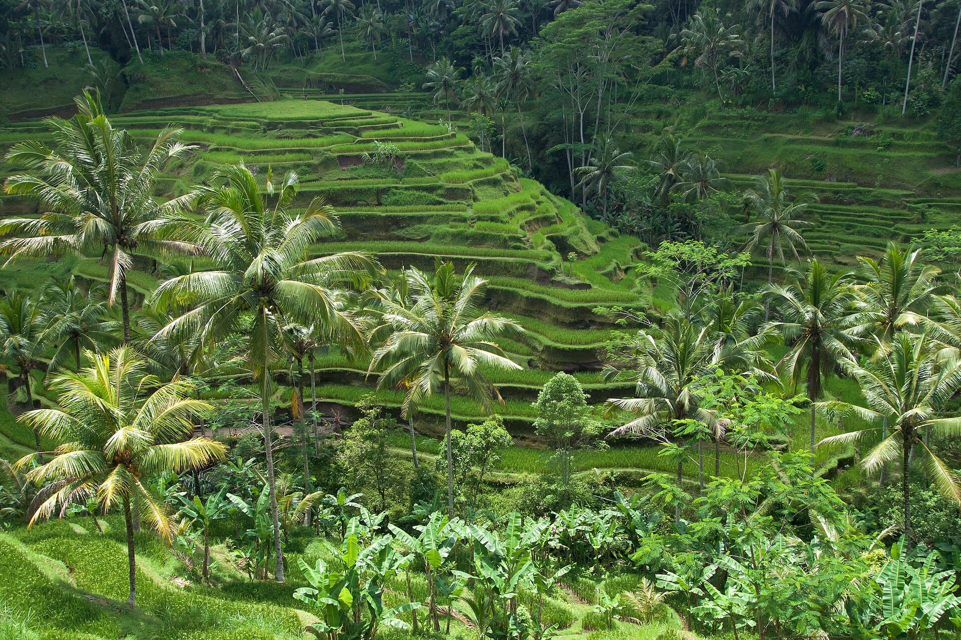 Ubud, Bali, Indonesia