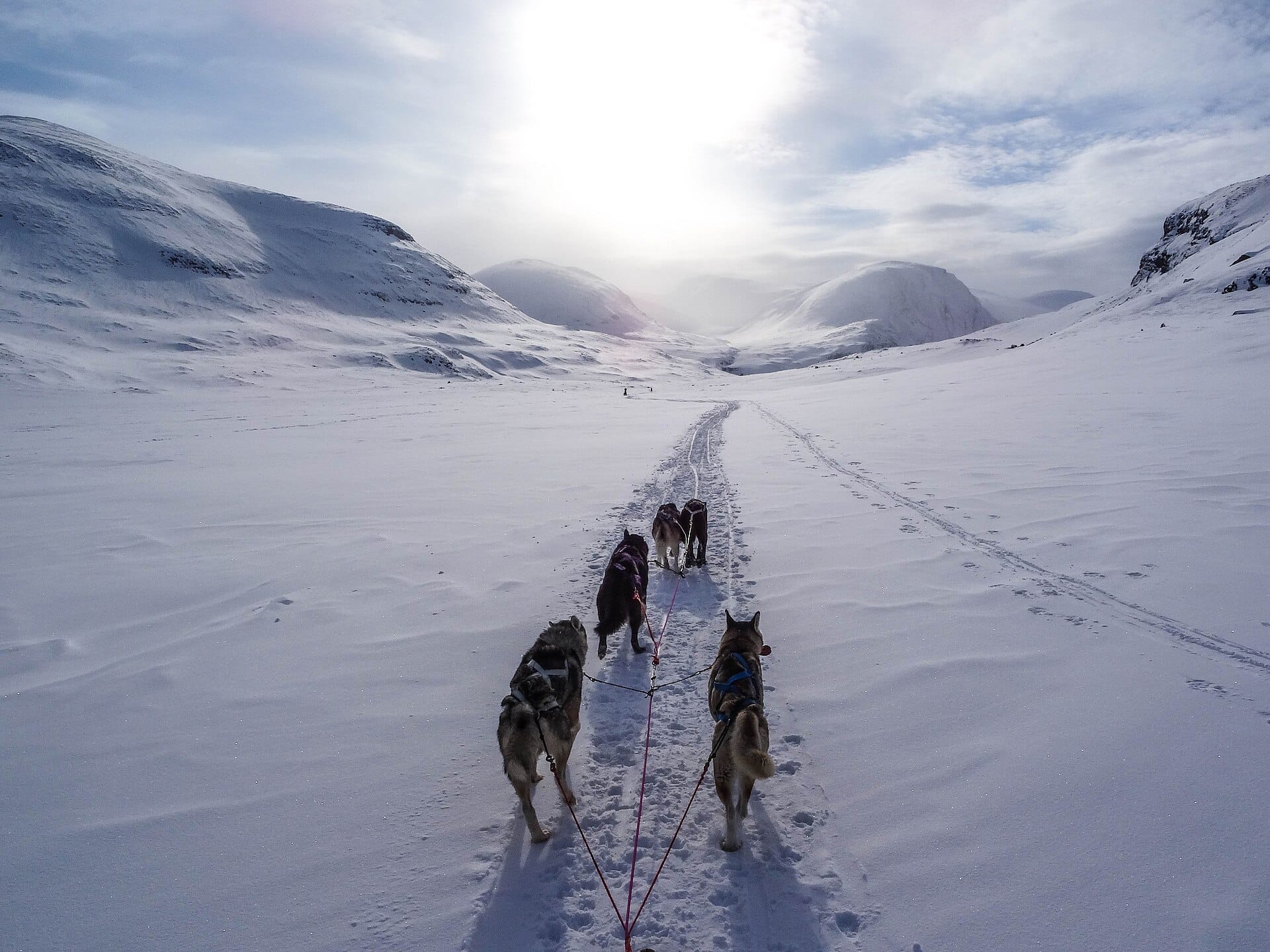 Husky sledding, Swedish Lapland